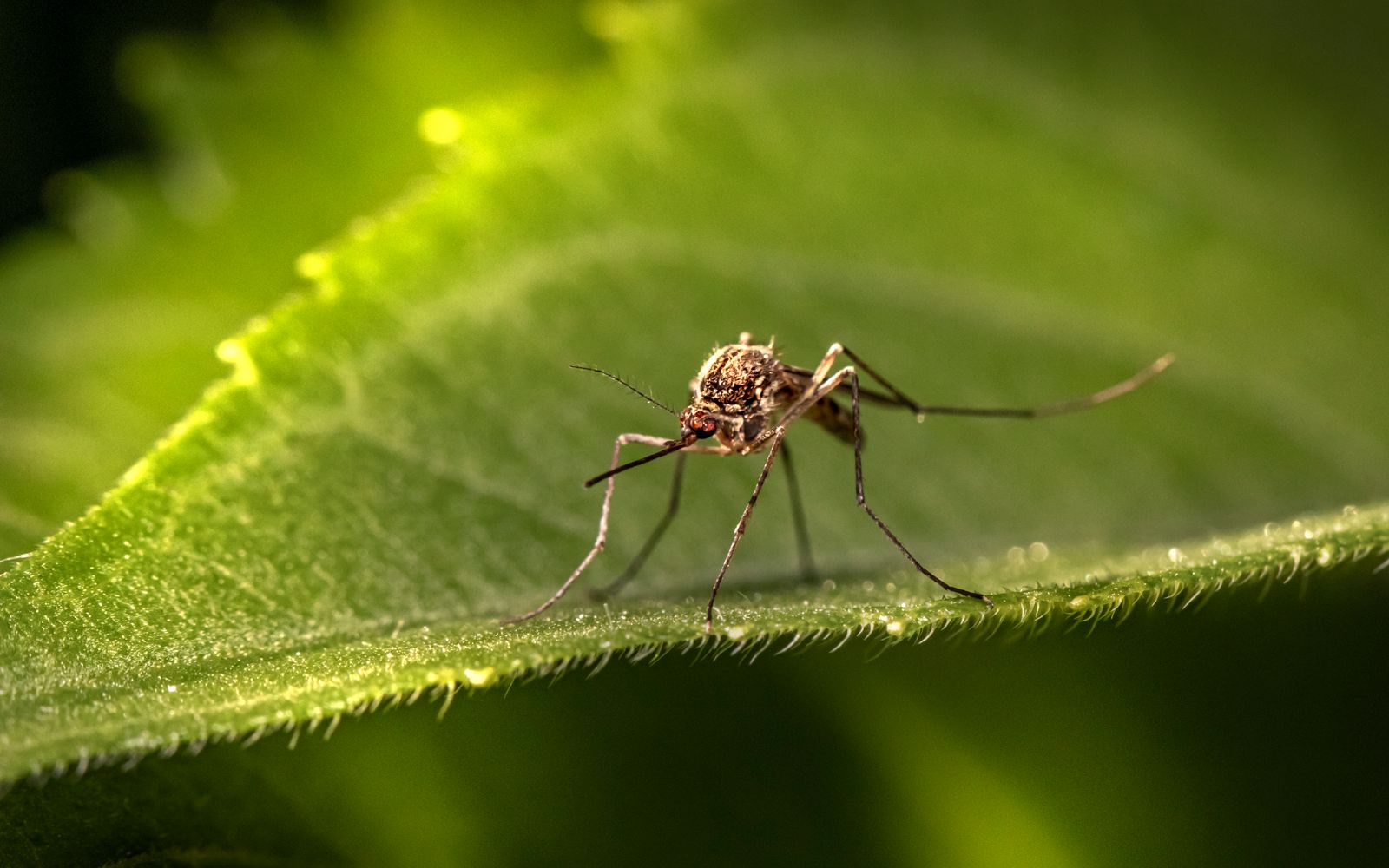 Mosquito control